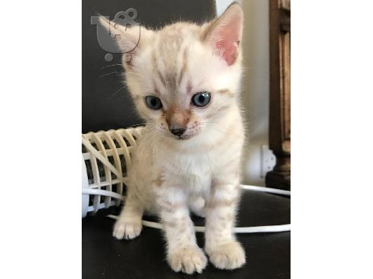 PoulaTo: Bengal Kittens
